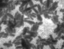 Mg Sulfonate